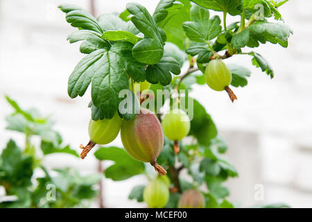 Blick auf frische grüne Stachelbeeren auf einem Zweig der Stachelbeere Busch im Garten. Nahaufnahme von der organischen Stachelbeere Beeren hängt auf einem Ast unter t Stockfoto