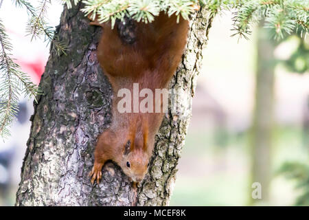 Rufous Eichhörnchen auf einer Buche. Fotos für die Website über Natur, Tiere, Parks und Wälder. Stockfoto