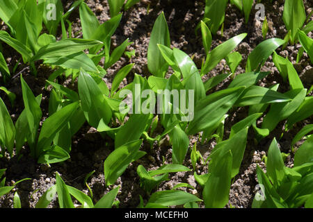 Junge namens Allium ursinum Bärlauch auch in der Frühlingssonne Stockfoto