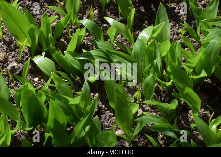 Bärlauch auch buckrams in der Frühlingssonne genannt Stockfoto