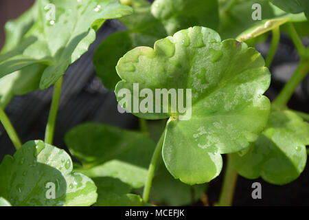 Pelargonium auch als Geranien im Frühjahr mit Wassertropfen auf der Oberfläche Stockfoto