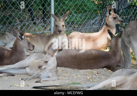 Gruppe oder Mob von Kängurus Stockfoto