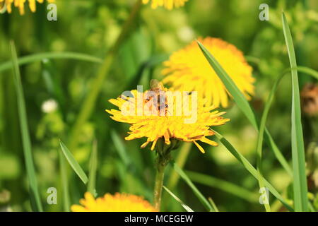 Biene auf Löwenzahn Stockfoto