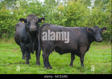 Pedigree Schwarz Aberdeen Angus Rind und Pedigree schwarz Aberdeen Angus Kuh grasen in Cumbria. Stockfoto
