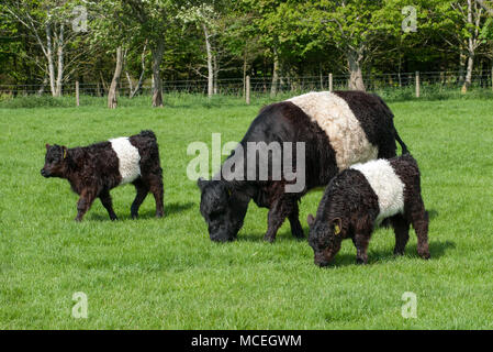 Belted Galloway rind kuh und Kälber grasen in Northumberland. Stockfoto