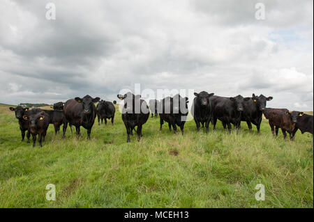 Pedigree Schwarz Aberdeen Angus Kühe und Pedigree schwarz Aberdeen Angus Kälber grasen in Northumberland. Stockfoto