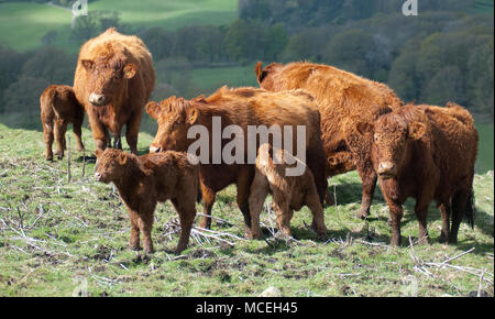 Reine Luing Kühe und Kälber Luing Beweidung auf einem Hügel im Süden Cumbria Stockfoto
