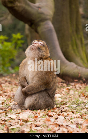 Ein barbary Macaque bei einem britischen Zoo. Stockfoto