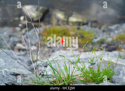 Getrocknete und frische Corn Poppy und Samen zusammen in einer felsigen Stelle Stockfoto