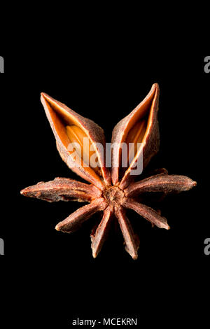 Sternanis, Illicium verum, gekauft von einem Supermarkt in Großbritannien. Sternanis ist beliebt in der asiatischen Küche und ist auch medizinisch genutzt. England UK GB Stockfoto