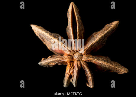 Sternanis, Illicium verum, gekauft von einem Supermarkt in Großbritannien. Sternanis ist beliebt in der asiatischen Küche und ist auch medizinisch genutzt. England UK GB Stockfoto