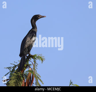 Indische Kormoran auf einem Baum nach einem kurzen Bad im Wasser für Beute Stockfoto