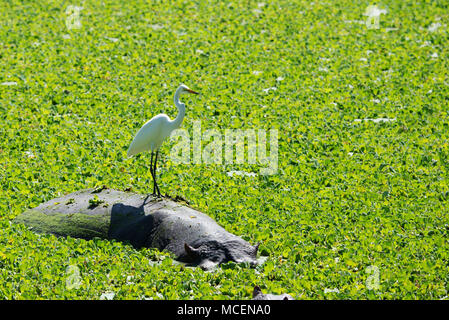 WHITE EGRET (Ardea alba) STEHEN AUF DER NILPFERD (HIPPOPOTAMUS AMPHIBIUS), Sambia Stockfoto