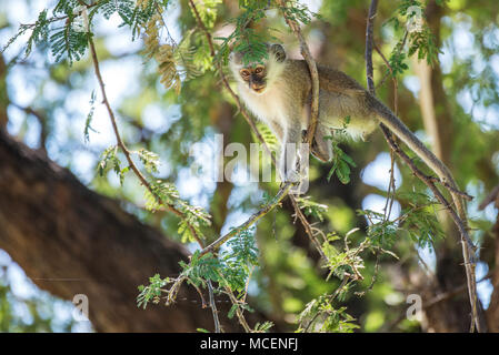 Meerkatze (Cercopithecus aethiops) ruht auf Zweigniederlassungen, die in einem Baum, SAMBIA Stockfoto