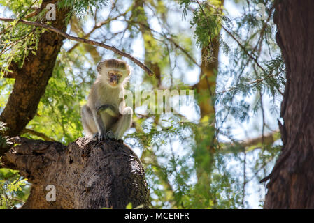 Meerkatze (Cercopithecus aethiops) ruht auf Zweigniederlassungen, die in einem Baum, SAMBIA Stockfoto