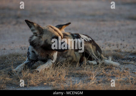 Schwangere gemalten Hund (Lycaon pictus) ruht in der Bürste, SAMBIA Stockfoto