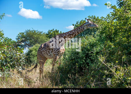 RHODESIAN GIRAFFE ODER Thornicroft Giraffe (GIRAFFA CAMELOPARDALIS) THORNICROFTI Fütterung auf Bäume, SAMBIA Stockfoto