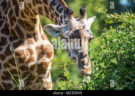 Nahaufnahme der RHODESIAN GIRAFFE ODER Thornicroft Giraffe (GIRAFFA CAMELOPARDALIS) THORNICROFTI Fütterung auf Bäume, SAMBIA Stockfoto