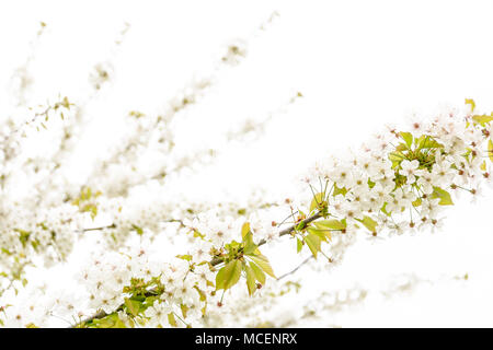 Die weißen Blüten und Zweige von einem blühenden Baum gegen einen weißen Hintergrund mit einer geringen Tiefenschärfe und einem High-key-Behandlung. Stockfoto