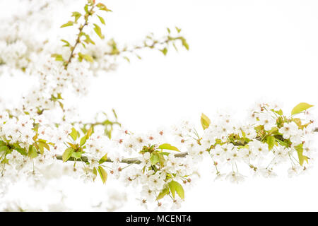 Die weißen Blüten und Zweige von einem blühenden Baum gegen einen weißen Hintergrund mit einer geringen Tiefenschärfe und einem High-key-Behandlung. Stockfoto