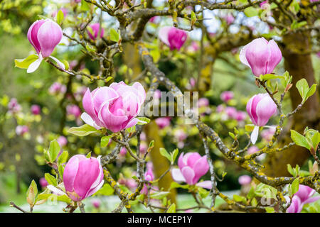 Die großen lila Blüten einer Magnolia mit einer geringen Tiefenschärfe. Stockfoto