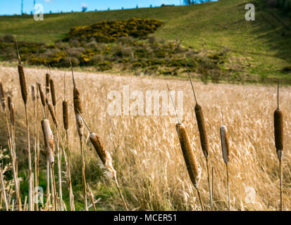 Frühlingstag mit Sonnenschein auf Binsen oder Katzen-O-9-Schwänzen, Typha latifolia, in Schilfmarsh, East Lothian, Schottland, VEREINIGTES KÖNIGREICH Stockfoto