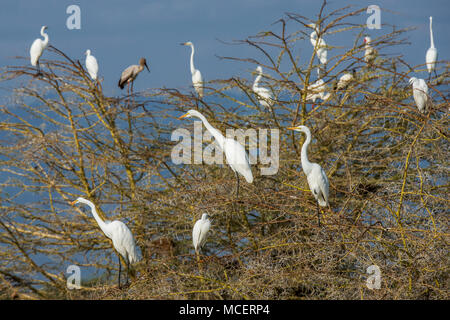 Große weiße Reiher (Ardea alba) thront in Tree Top, Lake Manyara National Park, Tansania Stockfoto