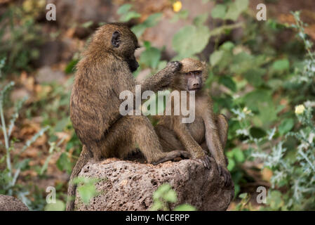 YELLOW BABOON (PAPIO CYNOCEPHALUS) Mutter putzen junge PAVIAN, Lake Manyara National Park, Tansania Stockfoto