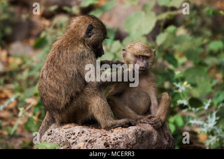 YELLOW BABOON (PAPIO CYNOCEPHALUS) Mutter putzen junge PAVIAN, Lake Manyara National Park, Tansania Stockfoto