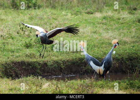 Grau gekrönt Kran (Balearica regulorum) WATER'S EDGE, Ngorongoro Conservation Area, Tansania Stockfoto