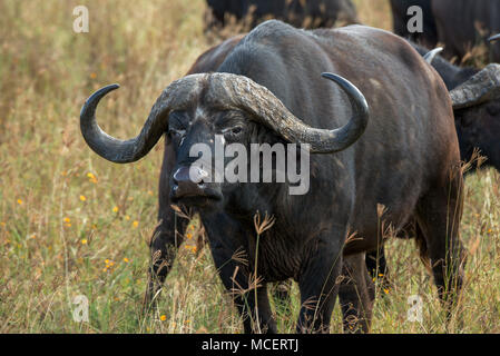 Nahaufnahme der AFRIKANISCHER BÜFFEL (SYNCERUS CAFFER), Ngorongoro Conservation Area, Tansania Stockfoto