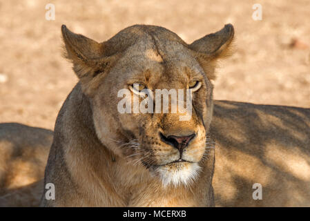 Löwin (Panthera leo) ruhen IM SCHATTEN, Serengeti National Park, Tansania Stockfoto