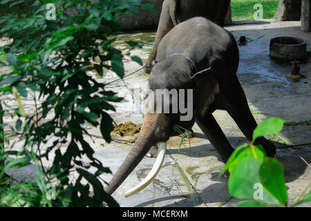 Der Sumatra-Elefant (Elephas Maximus sumatrensis), eine Unterart des asiatischen Elefanten, ist relativ kleiner, hat angekettete Füße und ist in schlechtem Zustand. Stockfoto
