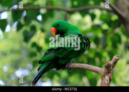 Nuri Bayan (Eclectus Roratus), ein Papagei mit Intelligenz, menschliche Stimmen zu imitieren. Der Lebensraum der Vögel liegt in den Wäldern von Maluku und Papua. Stockfoto