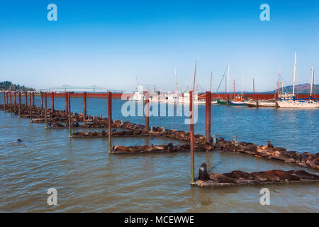 Astoria, Oregon, USA - April 7, 2016: Kalifornien Dichtungen Stapel auf Docks auf dem Columbia River in Astoria, Oregon. Stockfoto