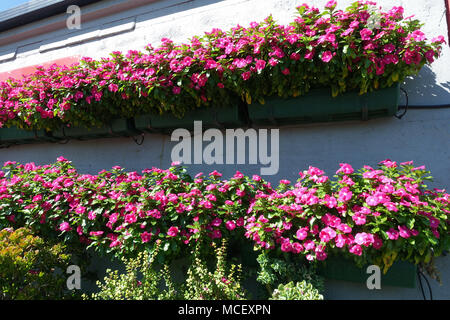 Petunia Blumen auf einem Display Wall in Melbourne, Australien Stockfoto