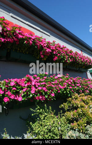 Petunia Blumen auf einem Display Wall in Melbourne, Australien Stockfoto