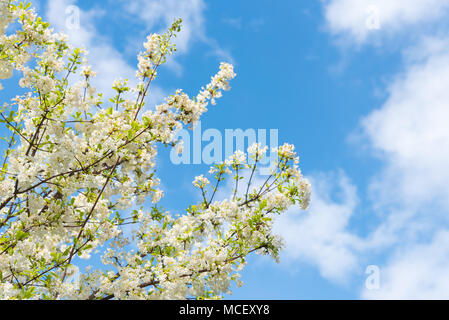 Niederlassungen der weiß blühenden Strauch mit grünen Blättern mit blauem Himmel und Wolken im Hintergrund. Stockfoto
