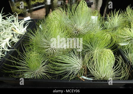 Nahaufnahme von Luft anlage Tillandsia andreana Stockfoto