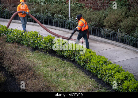 Arbeitnehmer Pumpe Mulch in die Pflanzungen am Eingang zu einem Wohnhaus in Chelsea in New York am Dienstag, 10. April 2018. (© Richard B. Levine) Stockfoto