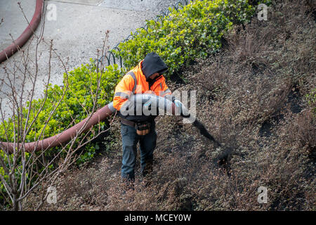 Arbeitnehmer Pumpe Mulch in die Pflanzungen am Eingang zu einem Wohnhaus in Chelsea in New York am Dienstag, 10. April 2018. (Â© Richard B. Levine) Stockfoto