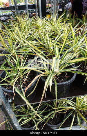 Yucca filamentosa Color Guard oder als Adam Nadel Pflanzen auf Anzeige bekannt Stockfoto