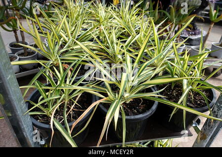 Yucca filamentosa Color Guard oder als Adam Nadel Pflanzen auf Anzeige bekannt Stockfoto