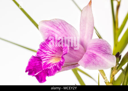 Bamboo orchid (Arundina graminifolia). Florianopolis, Santa Catarina, Brasilien. Stockfoto