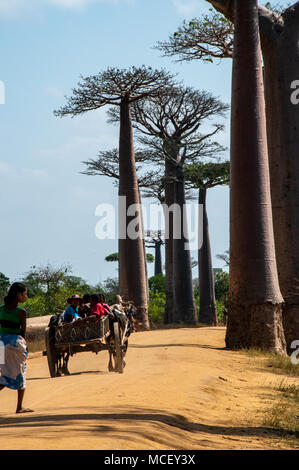 Die riesigen affenbrotbäume auf der berühmten Allee der Baobabs in Morondava, Madagaskar Stockfoto