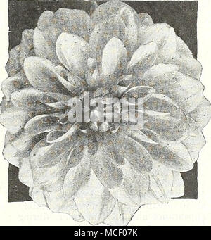 . Baby Sagamore Pompon-dahlien Diese kompakten kleinen Dahlie? Sind hervorragend für Garten Pflanzen und für das Schneiden. Sie machen kleine dekorative Pflanzen mit einer Fülle von Blüten, die leicht in der künstlerischen Sträuße arrangiert sind abgedeckt. 45-406 Amber Queen. Wohlgeformten Blüten gelb schattierte großzügig mit hellen Apricot. 45-408 Belle von Springfield. Viele Dahlie Fans halten dies die besten rot Pompon Vielfalt. 45-410 Bobby. Deep plum lila Blüten, die einen schönen Kontrast geben. 45-412 Bronze Schönheit. Bronze, suf-fused altes Gold. 45-414 Dee-Dee. Eine sehr ungewöhnliche und bezaubernde Lilac. 45-426 Indian Chief Stockfoto