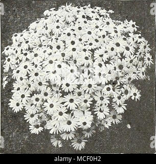 . Brachycome - Swan River Gänseblümchen brachycome® A Stcan Fluss Daisy 1521 blauer Stern. Zierliche, sternförmige, klare Lavendel Blüten, die die Pflanze den ganzen Sommer lang. Pkt. I5c; große pkt. 60 C. 1530 gemischt. Anmutig, gut gerundet Pflanzen ca. 12 Zoll hoch und bedeckt den ganzen Sommer mit Massen von sternförmigen Blüten in Weiß und Blau. Splendid für Betten, Grenzen und Rock Gardens. Pkt. 15 c; große pkt. 50C. BrOWallia - Amethyst® 1535 Saphir. Kompakte Pflanzen, 9 Zoll hoch, bedeckt mit dunklen Blau, weiß-gemustert Blüten. Blumen-. Pkt. 25 c; große pkt. 75 C. 1539 Elata Blue. S Stockfoto