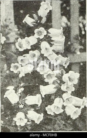 . Campanula medium Jährliche Canterbury Bells® 1700" gemischt. Diese jährlichen Können - terbury Glocken in weniger als sechs Monaten blühen nach Samen ausgesät werden. Die Pflanzen wachsen von 2 bis 2^ft. groß, jeweils vom 6. bis 8 auffälligen Blütenrispen. Unsere mi. schung mit weißen, rosa, Rose, Blau, und violett-blau, einen wunderschönen Garten Dis-play. Pkt. ISc; große pkt. SOc;^ Qz. 75 C. Stockfoto