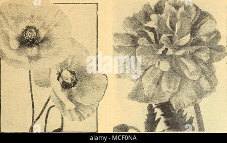 . Single Shirley Mohnblumen All-Double Mohn, Dazzler Klatschmohn - Papaver® und [hp], wo die Sommer heiß und trocken jährliche Mohn werden geneigt sind, so früh wie möglich in die Feder genau dort, wo sie wachsen, wie Sie nicht umpflanzen stand ausgesät werden sollte. Leistungsbeschreibung sehr dünn und kaum decken. Drücken Sie die Oberfläche und Wasser. Thin Out die Shirley Mohnblumen 3 bis 4 Zoll auseinander zu stehen, zu ermutigen, Gut verzweigte Gratis - fiowering Pflanzen. Shirley Mohnblumen® Papaver rhoeas 35 n American Legion. Eine stark verbesserten Flandern Mohn mit sehr großen Blüten in ein schillerndes Reich schillernden Orange - Stockfoto