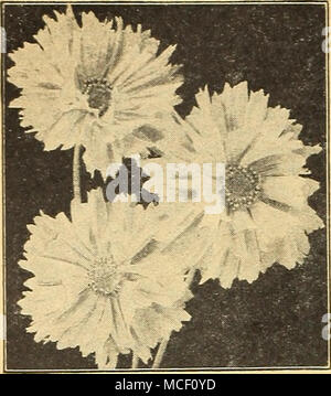 . Coreopsis Doppel Sunburst [HP] Coreopsis mehrjährig CaUiopsis ein äußerst nützliches Klasse von Hardy perenni - als eine große Menge von auffälligen großen goldgelben Blüten beginnen im Juni und Weiterbildung für mehrere Monate. Das Saatgut darf vom frühen Frühling bis in den späten Sommer gesät werden. Auch herrliche zum Schneiden. 2021 Integrifolia grandiflora. Eine altmodische Liebling mit großen auffälligen hellen gelben Blüten in großer Fülle von Juni produziert bis spät in die Saison. 30 Zoll hoch. Pkt. 10 C; K-Oz. 30 c; Oz. SI.. 2023 Mayfield Cianfs. . Große Verbesserung gegenüber dem alten Grandiflora mit Blumen von größeren Stockfoto